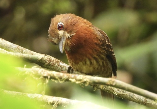 Moustached Puffbird (Malacoptila mystacalis), photo 10
