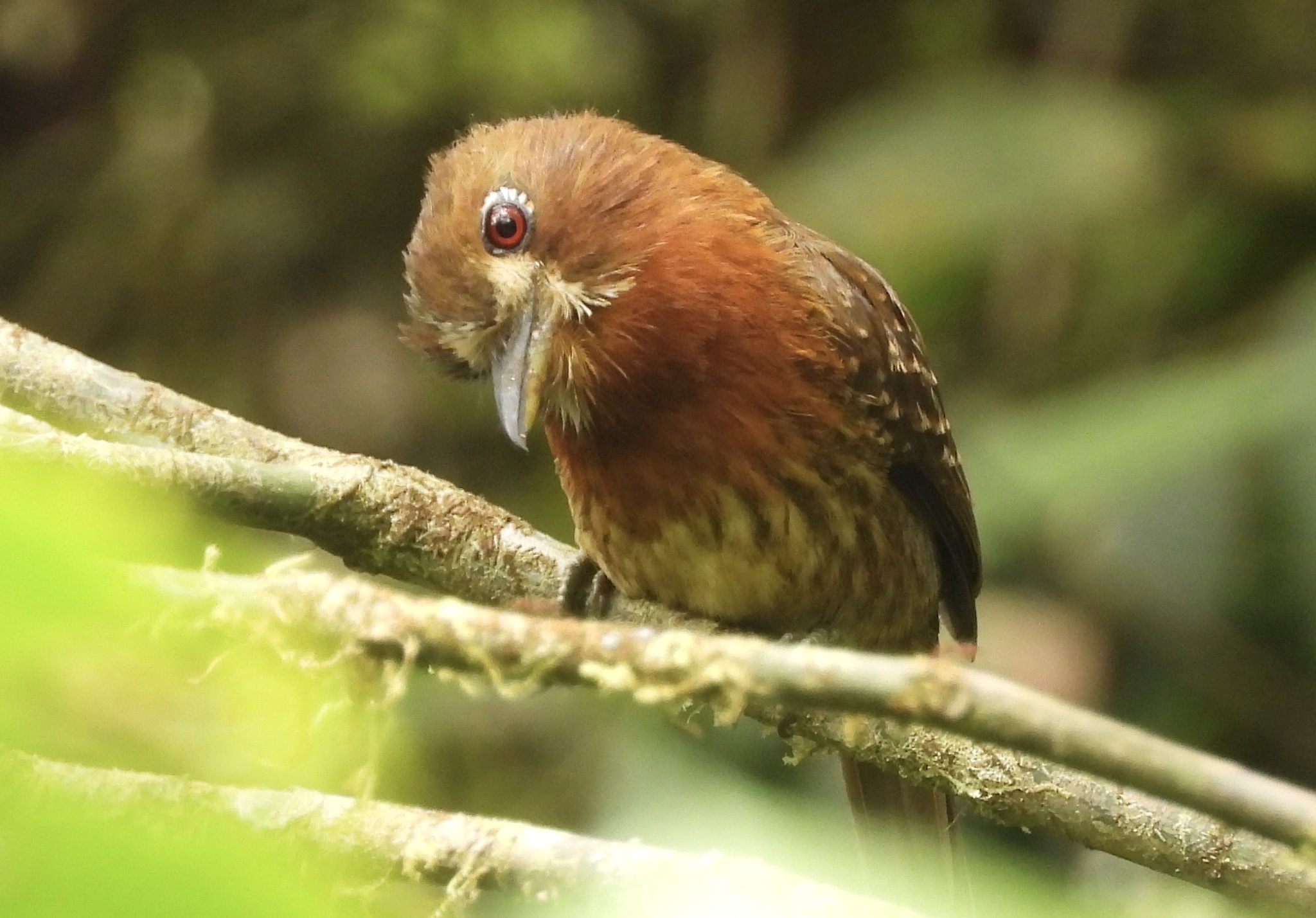 Moustached Puffbird (Malacoptila mystacalis), photo 10