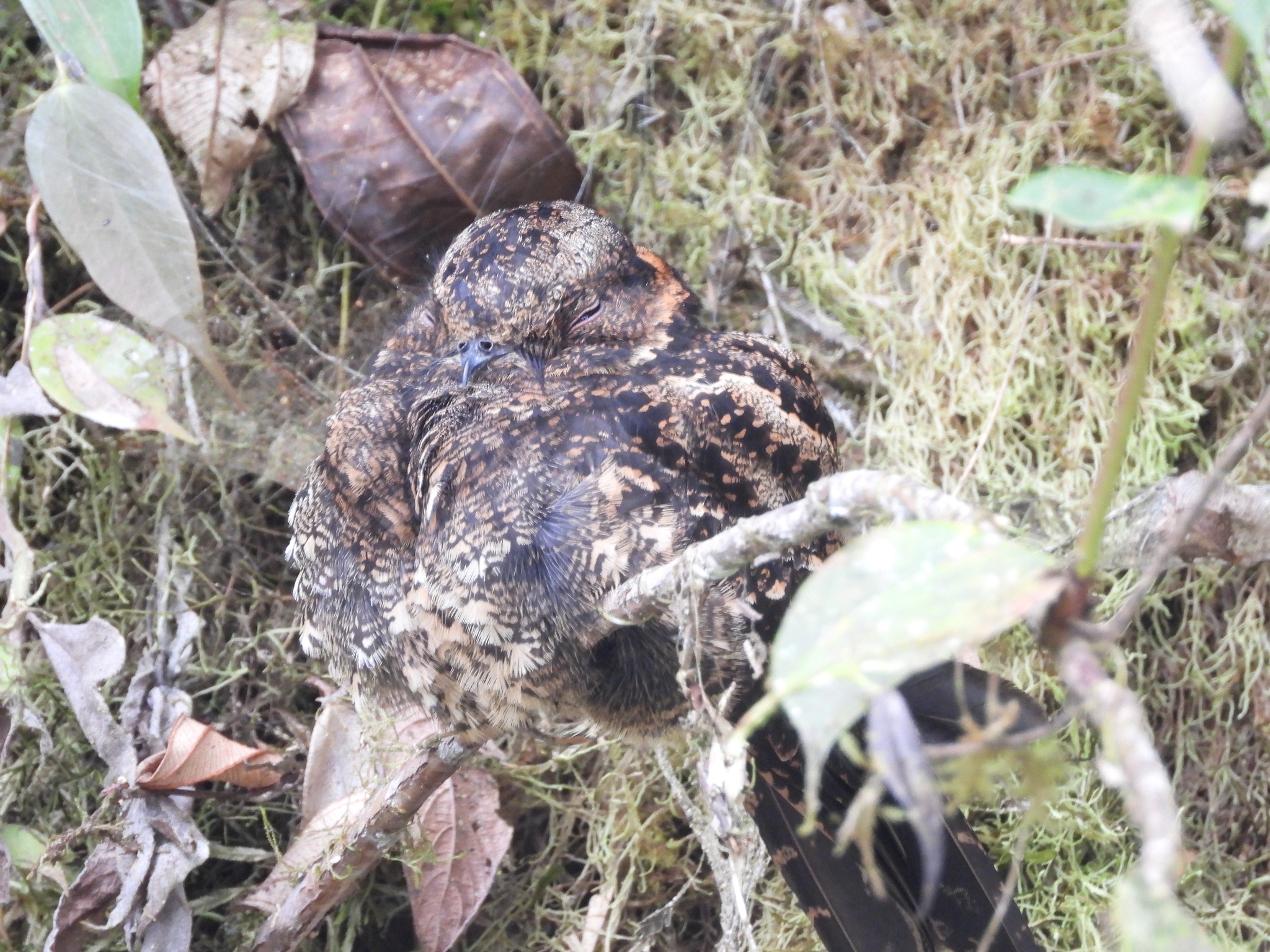Lyre-tailed Nightjar (Uropsalis lyra), photo 1