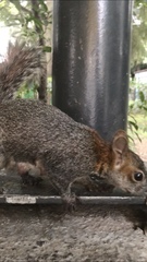 Sciurus aureogaster