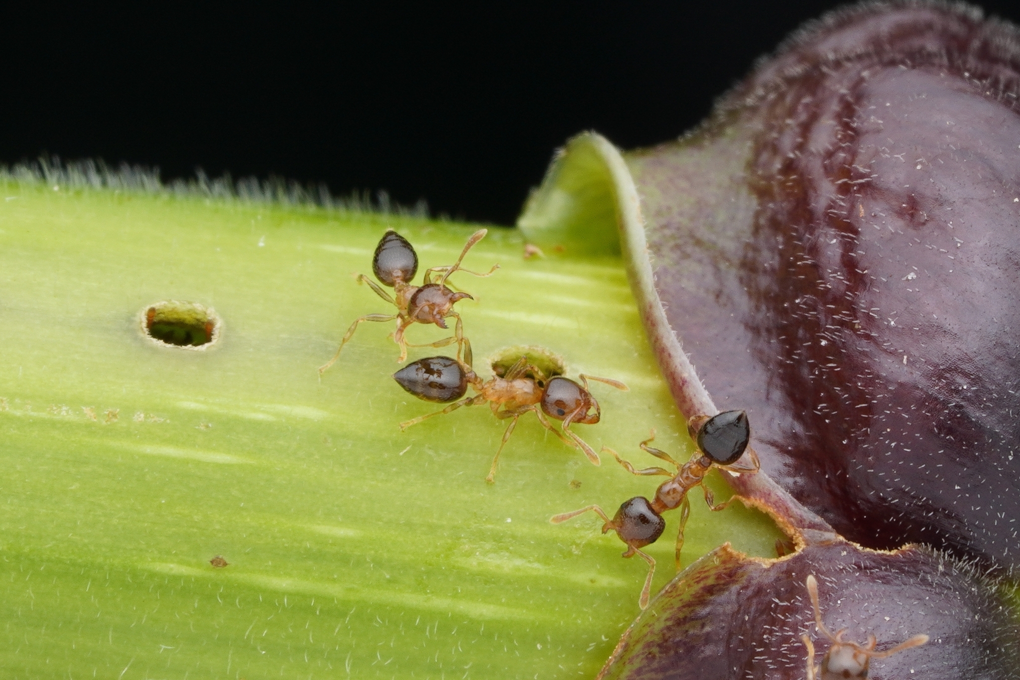 Crematogaster claudiae
