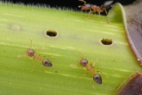Crematogaster claudiaeCrematogaster claudiae
