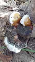 Ganoderma polychromum