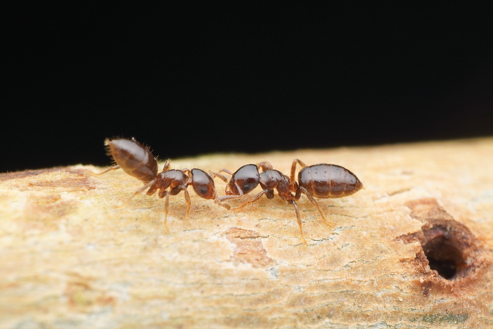 Cladomyrma dianeae