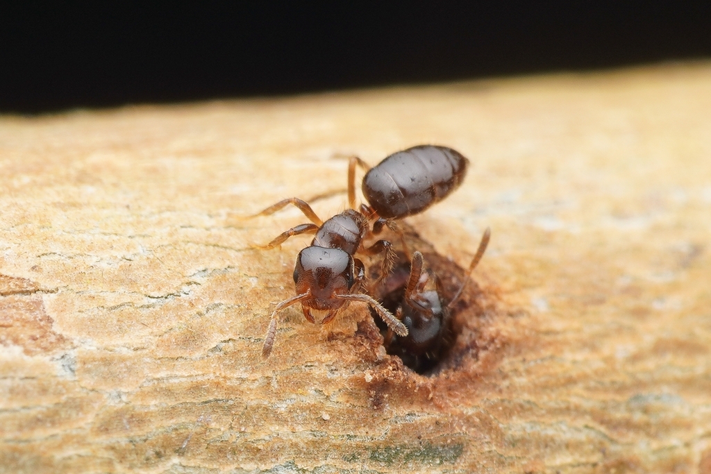 Cladomyrma