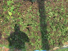 Actinidia