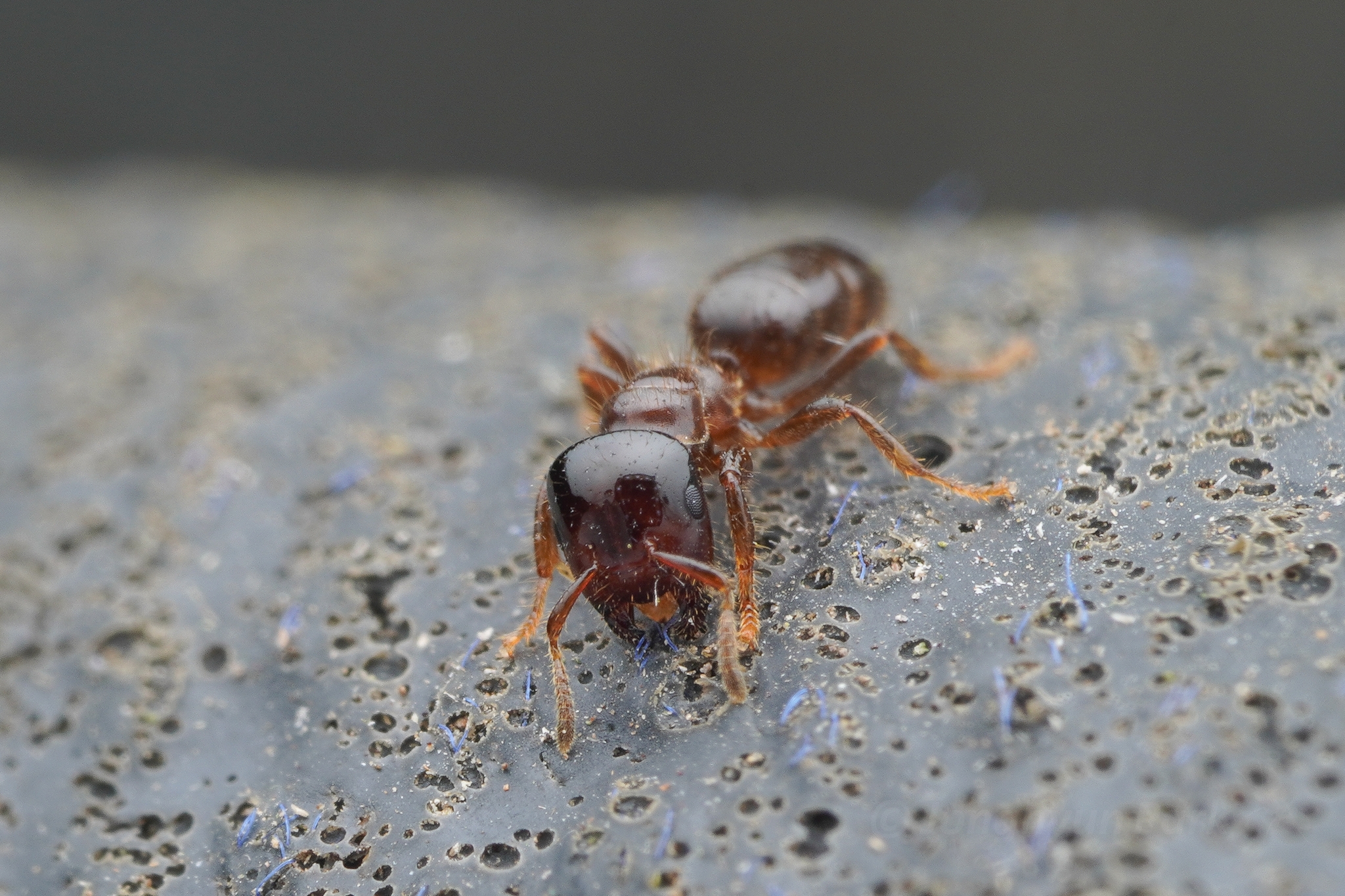 Cladomyrma dianeae