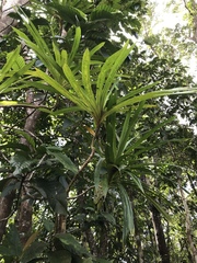 Pandanaceae