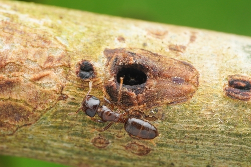 Cladomyrma dianeae