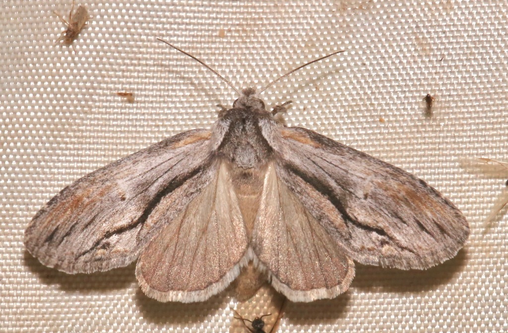 Notela jaliscana