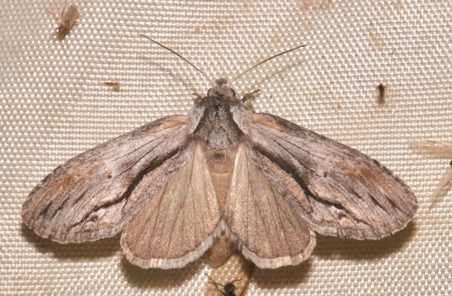 Notela jaliscana Schaus, 1901