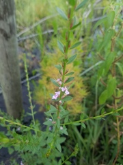 Lythrum alatum lanceolatum