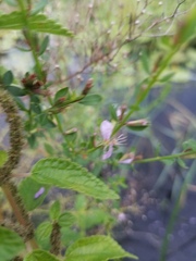 Lythrum alatum lanceolatum