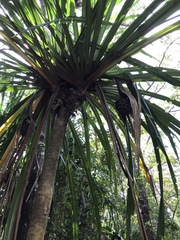 Pandanaceae