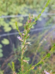 Lythrum alatum lanceolatum