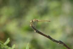 Crocothemis servilia