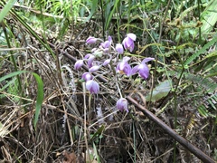 Spathoglottis pacifica