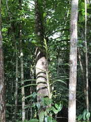Liliopsida