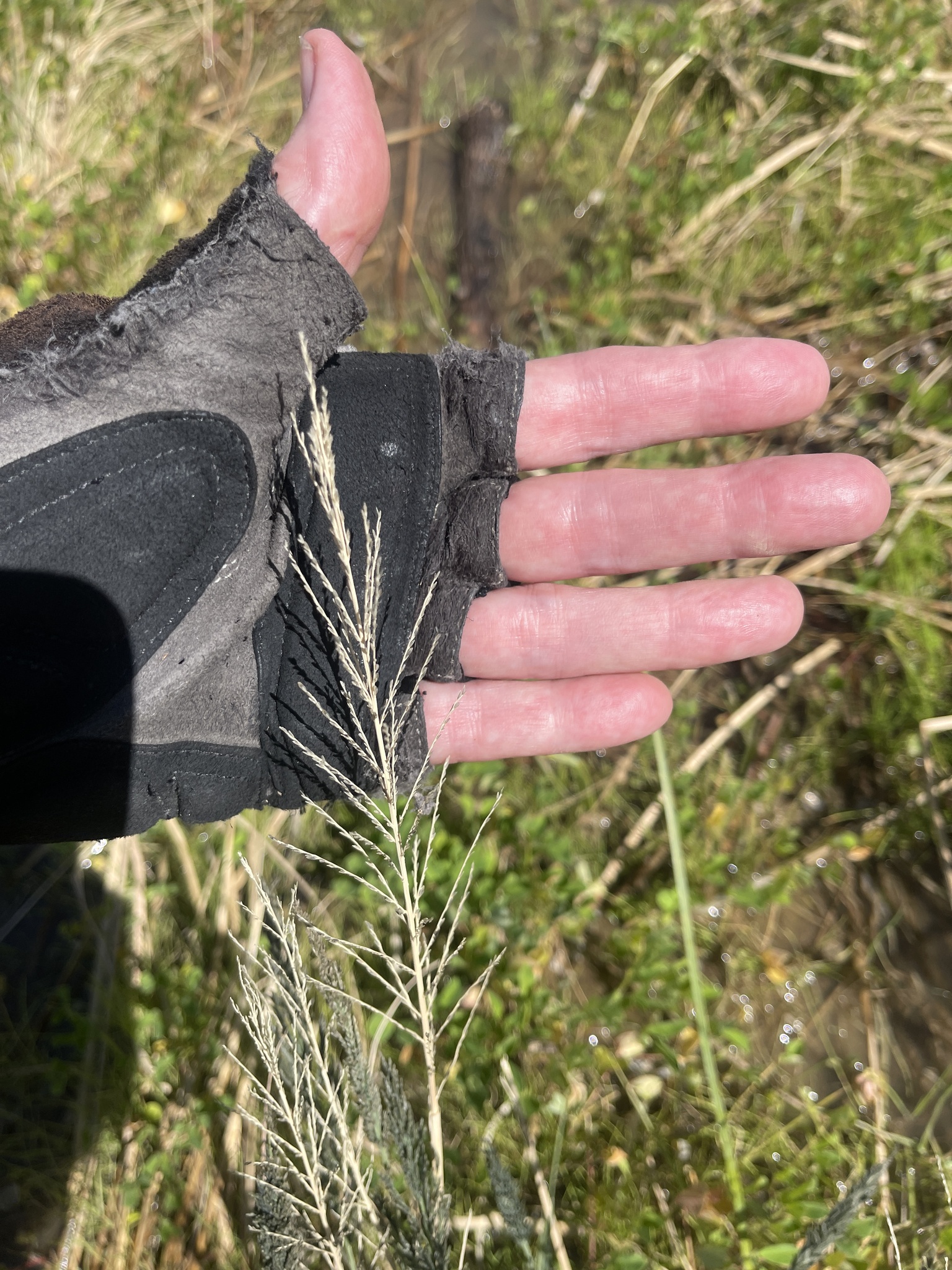 Imagem de Capim-arroz