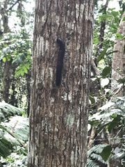 Harpagophoridae