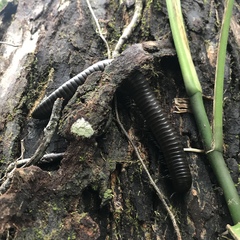 Harpagophoridae