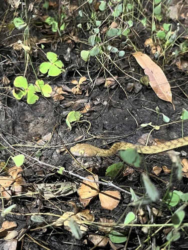 Brown Tree Snake sighting