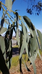 Eucalyptus perriniana