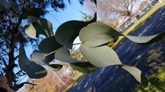 Eucalyptus perriniana