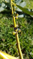 Eucalyptus perriniana