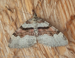 Xanthorhoe labradorensis