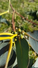Eucalyptus perriniana