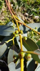 Eucalyptus perriniana