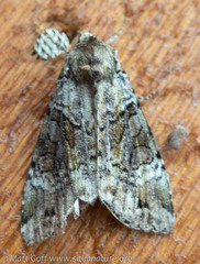 Anaplectoides prasina