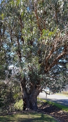 Eucalyptus perriniana