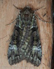 Anaplectoides prasina