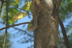 Calotes versicolor