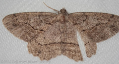 Neoalcis californiaria