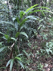 Angiospermae