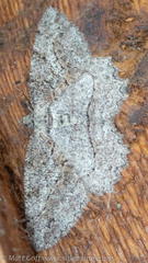 Neoalcis californiaria