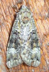 Anaplectoides prasina
