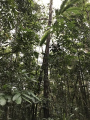 Angiospermae