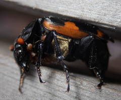 Nicrophorus investigator