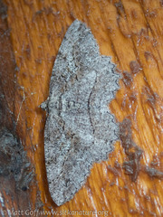 Neoalcis californiaria