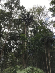 Pandanaceae