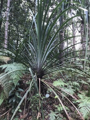 Pandanaceae