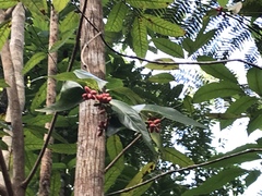 Magnoliopsida