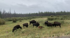 Bison bison athabascae