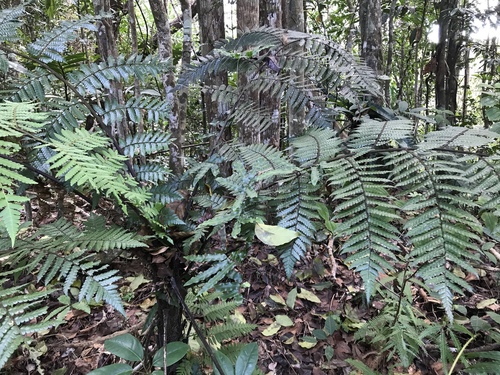 Sphaeropteris propinqua observed 2019-08-08