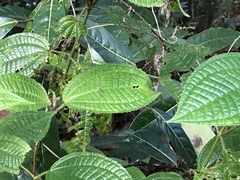 Miconia crenata