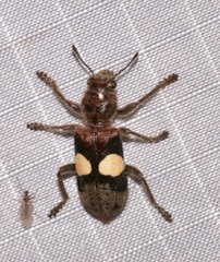 Enoclerus bimaculatus